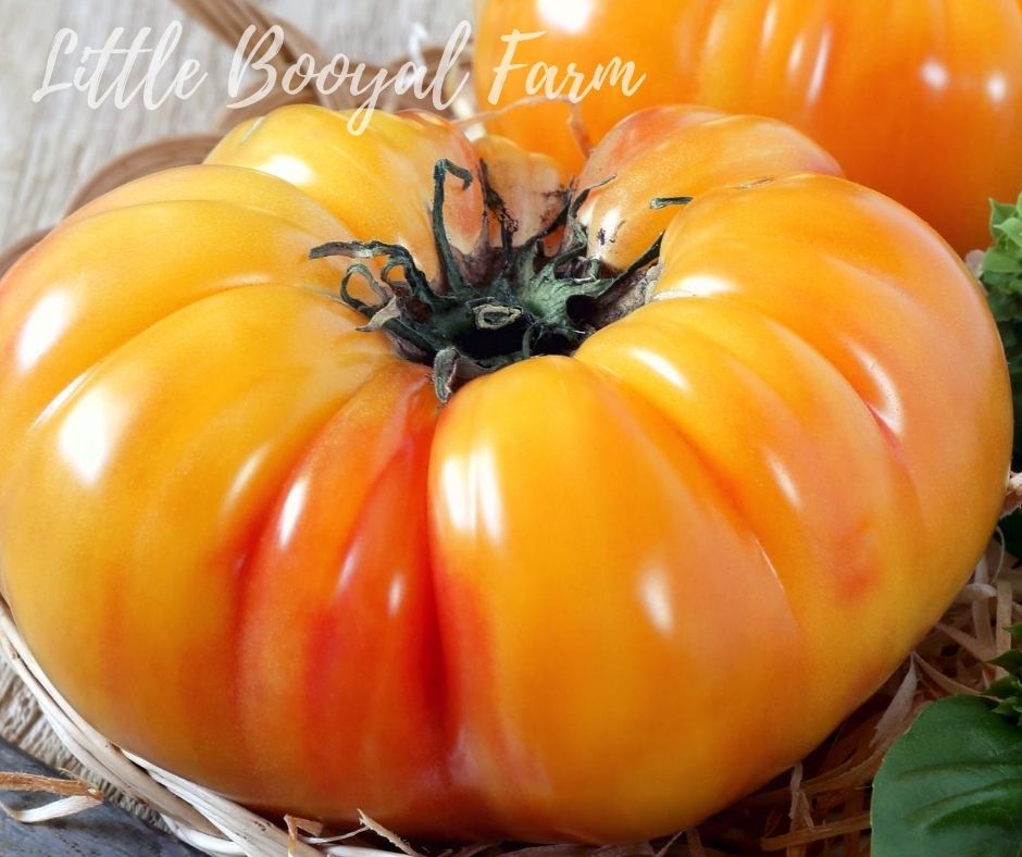 TOMATO Pineapple Seeds