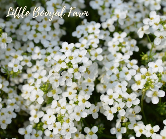 ALYSSUM Carpet Of Snow Seeds