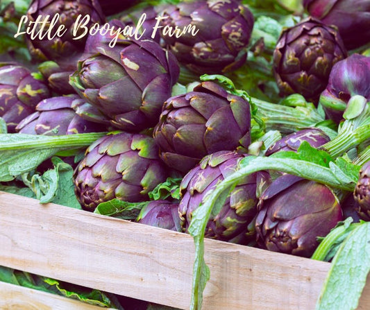 ARTICHOKE Purple Seeds