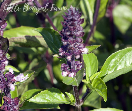 BASIL Cinnamon Seeds