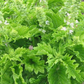 BASIL Green Ruffles Seeds