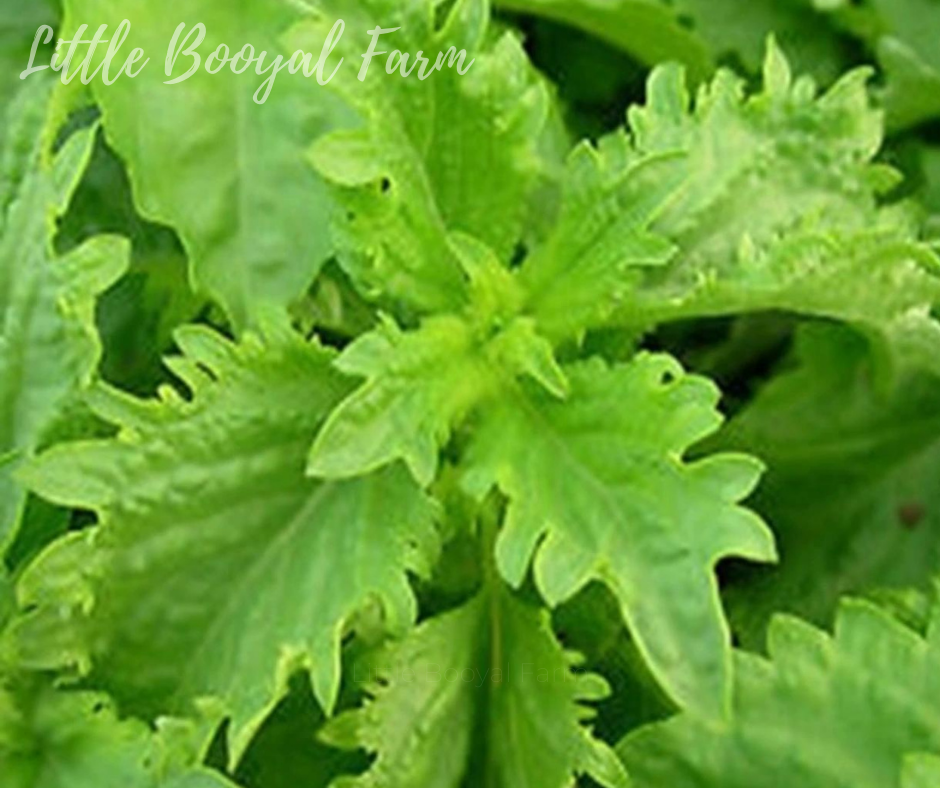 BASIL Green Ruffles Seeds