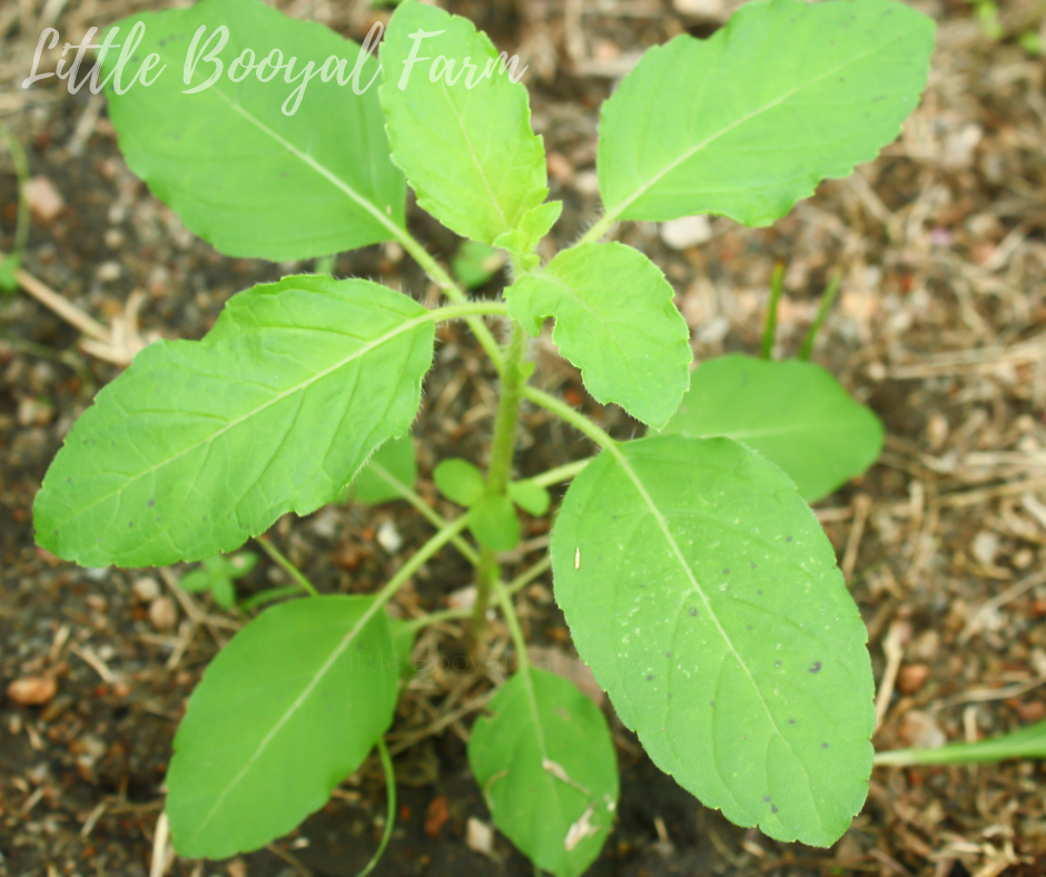 BASIL Holy Green Seeds