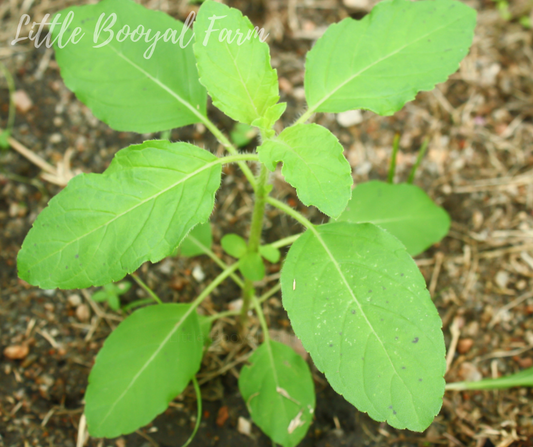 BASIL Holy Green Seeds