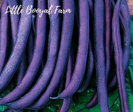 BEAN Purple King Seeds