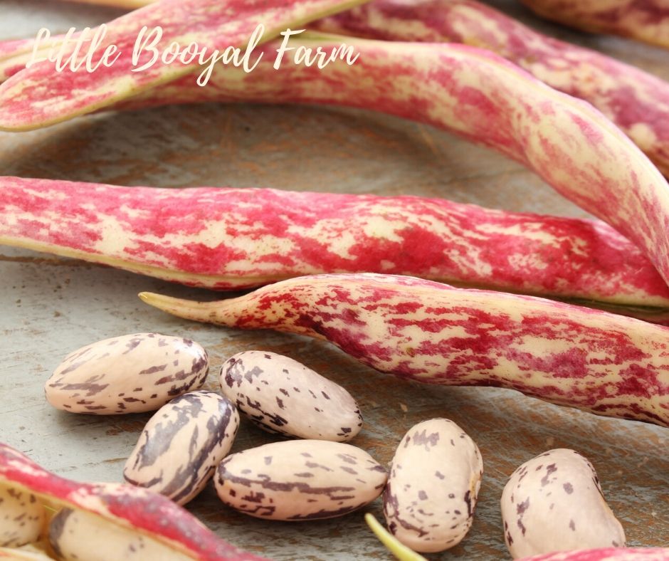 BEAN Borlotti Dwarf Seeds