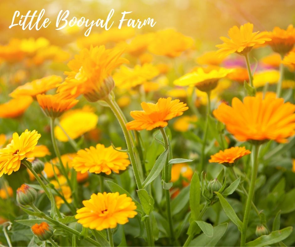 CALENDULA Nova Orange Seeds