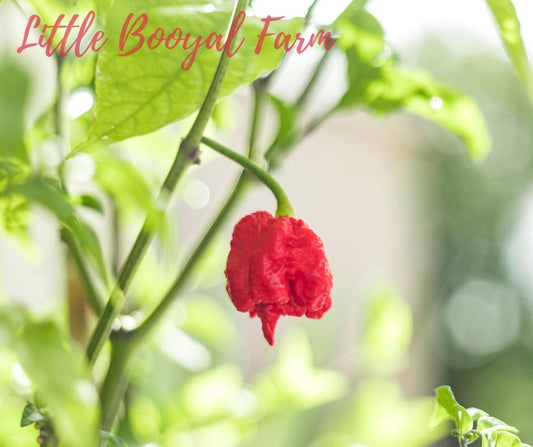 CHILLI - CAROLINA REAPER Seeds