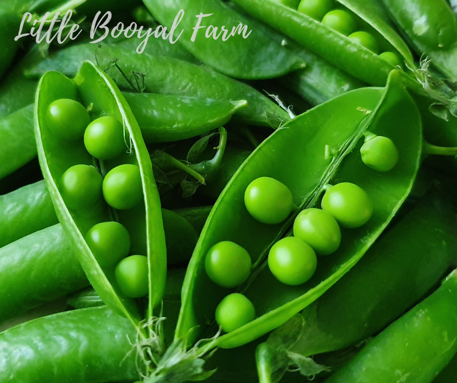 SNAP PEA Sugar Bon Seeds