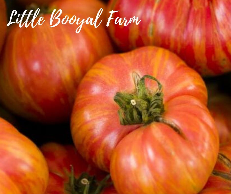 TOMATO Big Rainbow Seeds